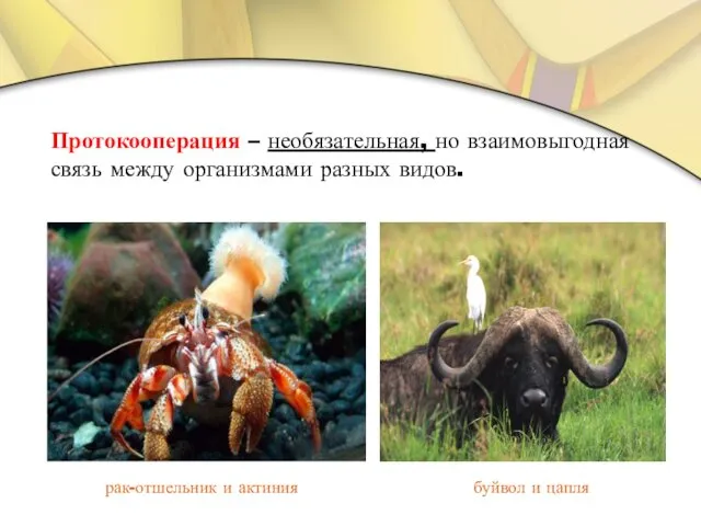 Протокооперация – необязательная, но взаимовыгодная связь между организмами разных видов. рак-отшельник и актиния буйвол и цапля