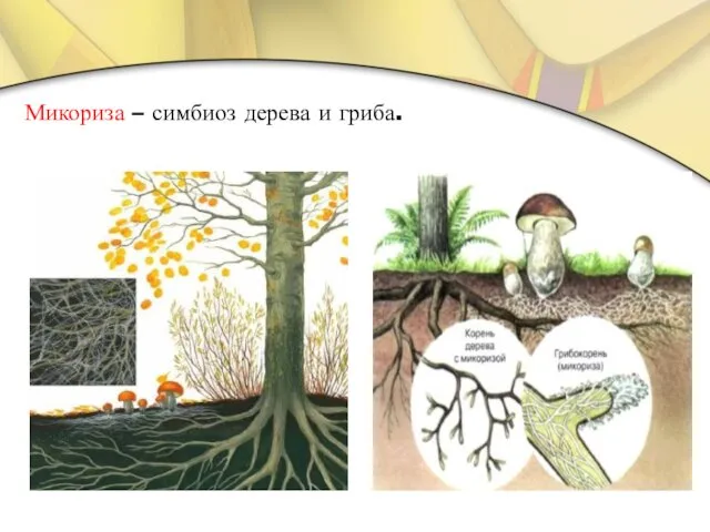 Микориза – симбиоз дерева и гриба.