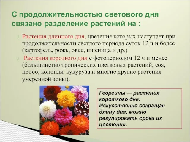 С продолжительностью светового дня связано разделение растений на : Растения длинного