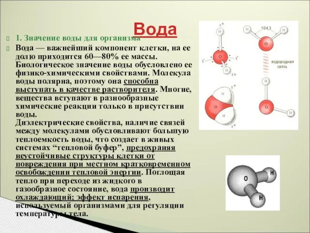 Вода 1. Значение воды для организма Вода — важнейший компонент клетки,