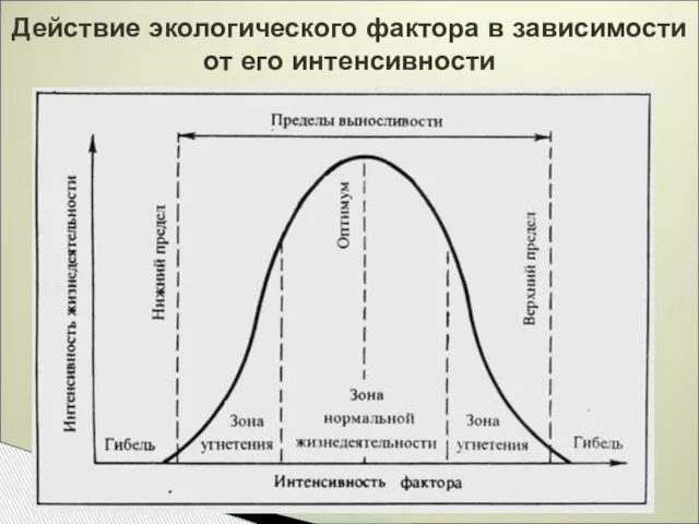 Действие экологического фактора в зависимости от его интенсивности