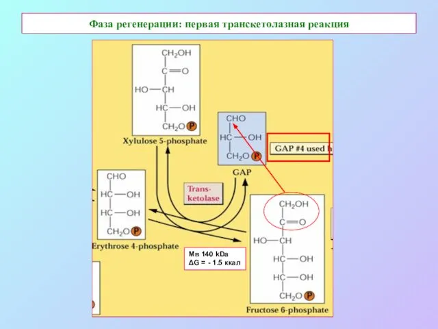 Фаза регенерации: первая транскетолазная реакция Мв 140 kDa ΔG = - 1.5 ккал