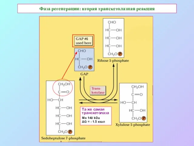 Фаза регенерации: вторая транскетолазная реакция Та же самая транскетолаза Мв 140