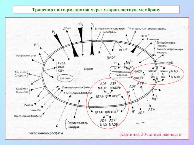 Транспорт интермедиатов через хлоропластную мембрану Картинка 20-летней давности