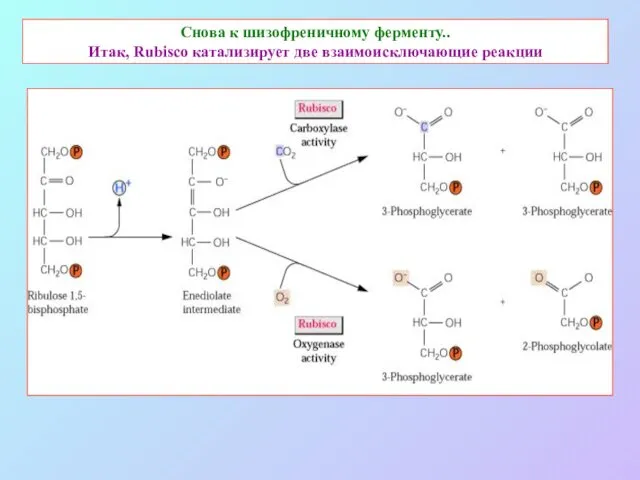 Снова к шизофреничному ферменту.. Итак, Rubisco катализирует две взаимоисключающие реакции