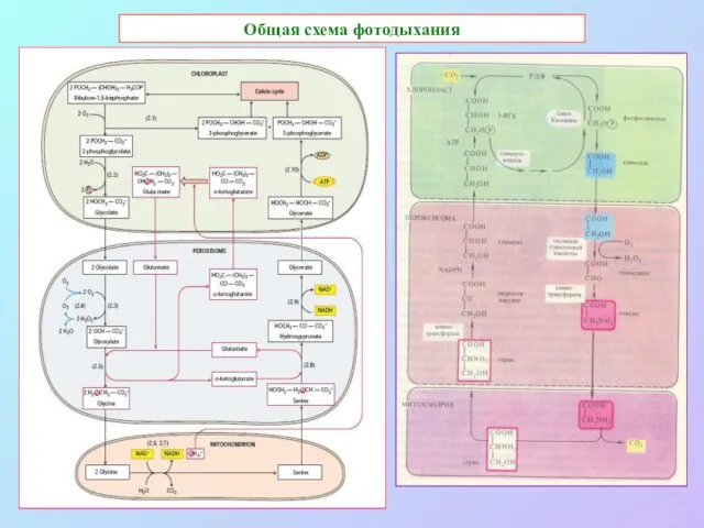 Общая схема фотодыхания