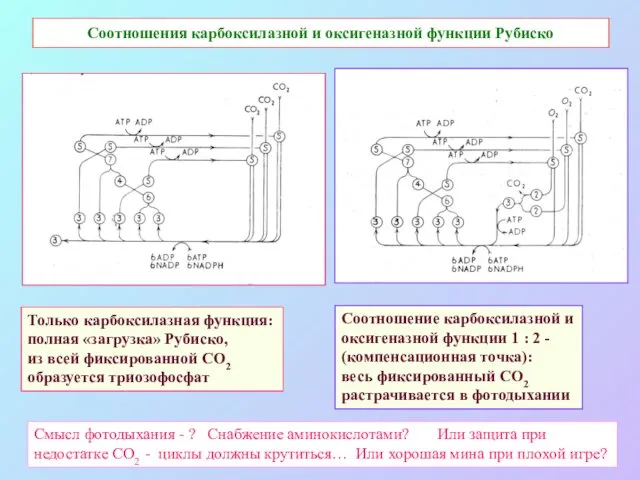Соотношения карбоксилазной и оксигеназной функции Рубиско Только карбоксилазная функция: полная «загрузка»