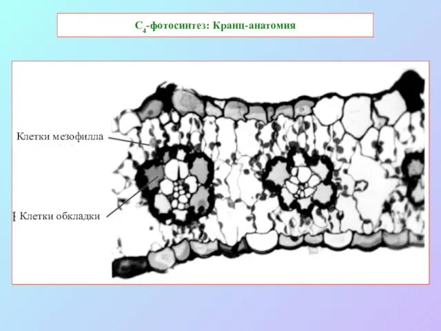 С4-фотосинтез: Кранц-анатомия Клетки мезофилла Клетки обкладки