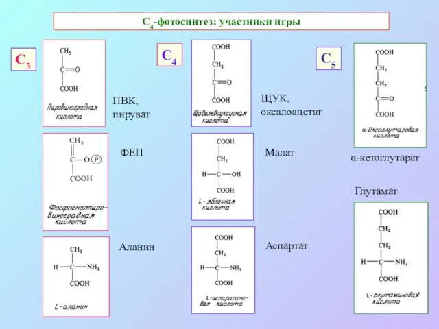 С4-фотосинтез: участники игры С3 С4 С5 ПВК, пируват ФЕП ЩУК, оксалоацетат Малат Аспартат α-кетоглутарат Глутамат Аланин