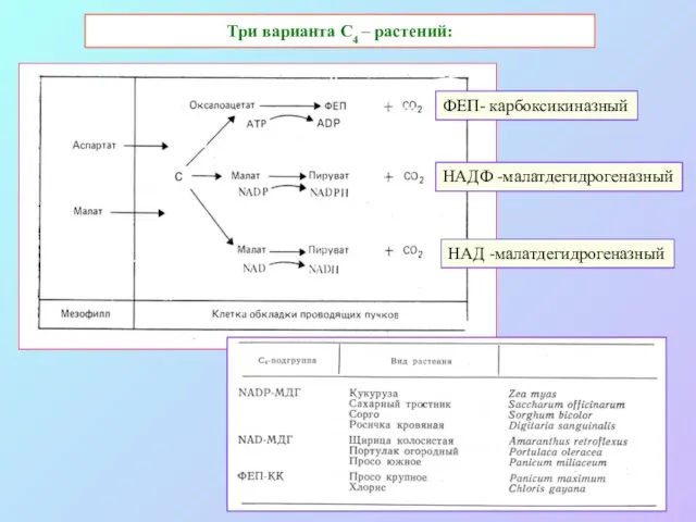 Три варианта С4 – растений: ФЕП- карбоксикиназный НАДФ -малатдегидрогеназный НАД -малатдегидрогеназный