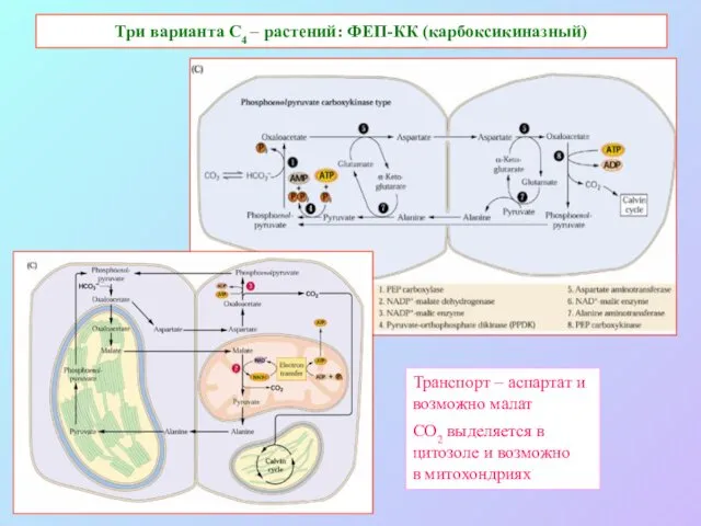 Три варианта С4 – растений: ФЕП-КК (карбоксикиназный) Транспорт – аспартат и