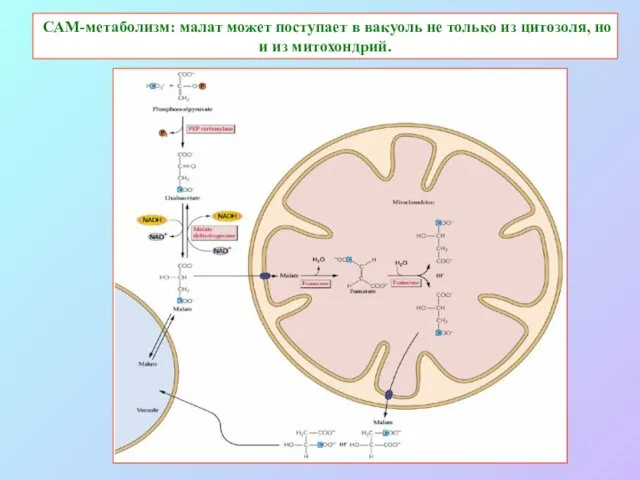 САМ-метаболизм: малат может поступает в вакуоль не только из цитозоля, но и из митохондрий.