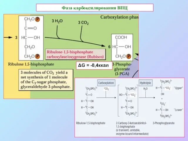 Фаза карбоксилирования ВПЦ ΔG = -8,4ккал