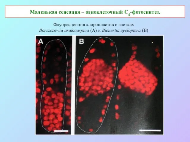 Маленькая сенсация – одноклеточный С4-фотосинтез. Флуоресценция хлоропластов в клетках Borszczowia aralocaspica (A) и Bienertia cycloptera (B)