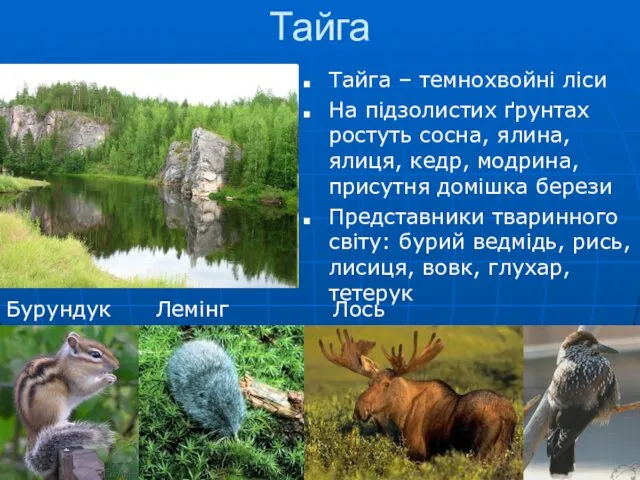 Тайга Бурундук Лемінг Лось Кедрівка Тайга – темнохвойні ліси На підзолистих