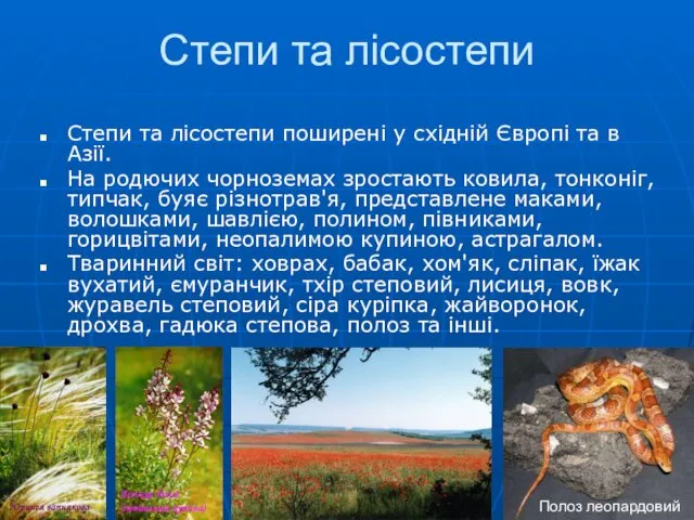 Степи та лісостепи Степи та лісостепи поширені у східній Європі та