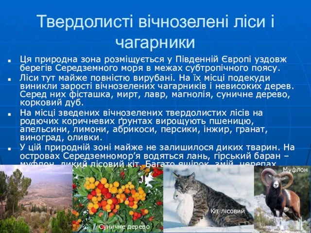 Твердолисті вічнозелені ліси і чагарники Ця природна зона розміщується у Південній