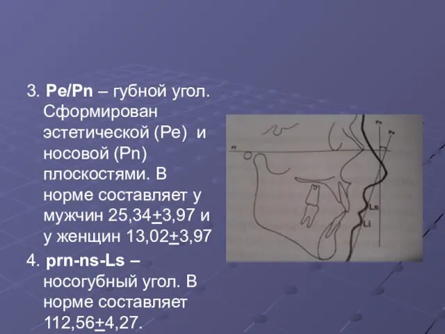 3. Pe/Pn – губной угол. Сформирован эстетической (Pe) и носовой (Pn)