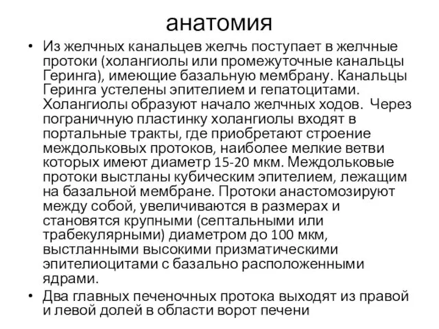 анатомия Из желчных канальцев желчь поступает в желчные протоки (холангиолы или