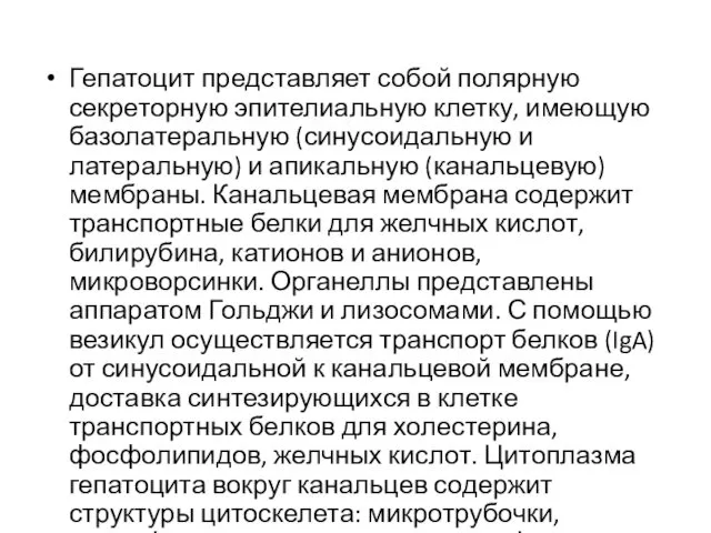 Гепатоцит представляет собой полярную секреторную эпителиальную клетку, имеющую базолатеральную (синусоидальную и