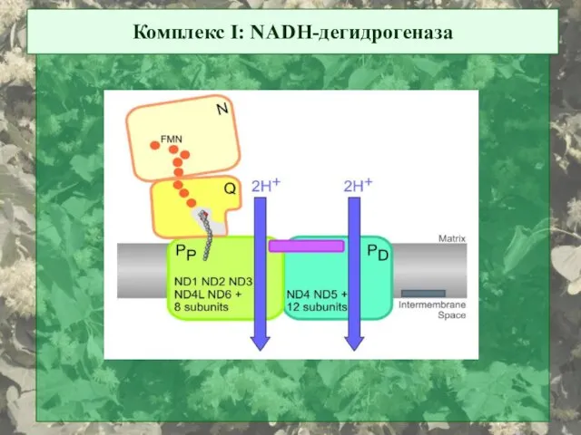 Комплекс I: NADH-дегидрогеназа