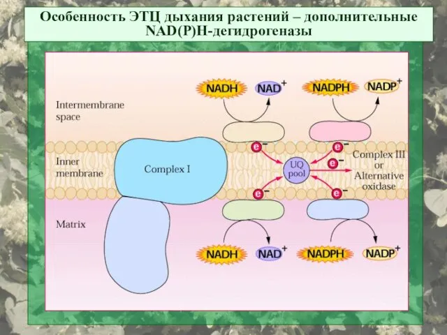 Особенность ЭТЦ дыхания растений – дополнительные NAD(P)H-дегидрогеназы