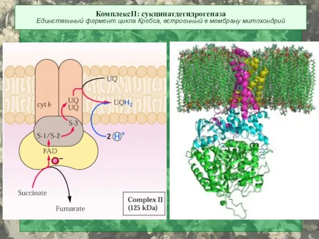 КомплексII: сукцинатдегидрогеназа Единственный фермент цикла Кребса, встроенный в мембрану митохондрий