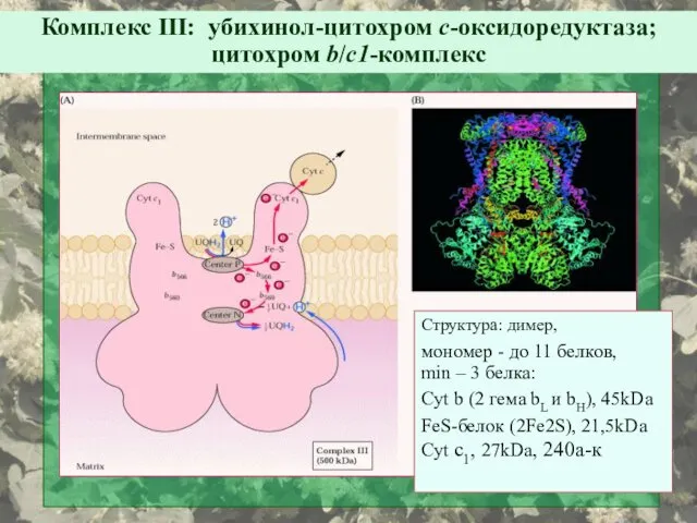 Структура: димер, мономер - до 11 белков, min – 3 белка: