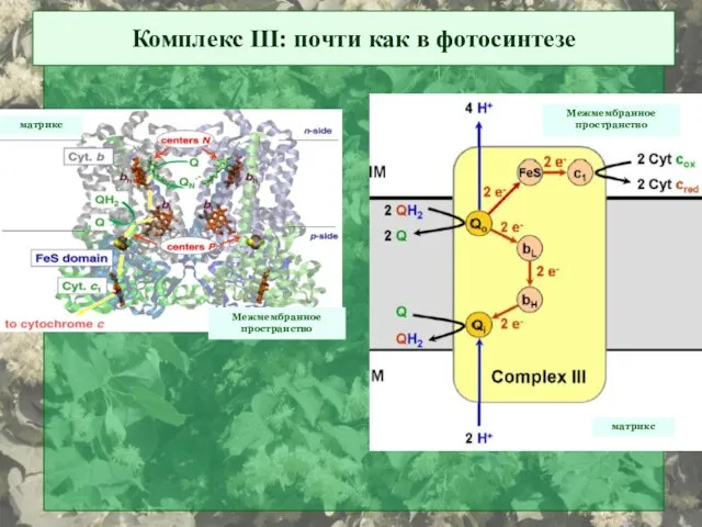 Комплекс III: почти как в фотосинтезе Межмембранное пространство Межмембранное пространство матрикс матрикс