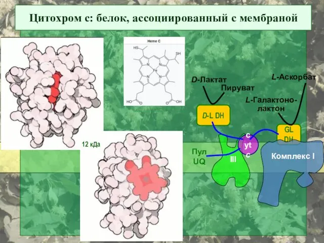 Цитохром с: белок, ассоциированный с мембраной D-L DH D-Лактат Пируват GL