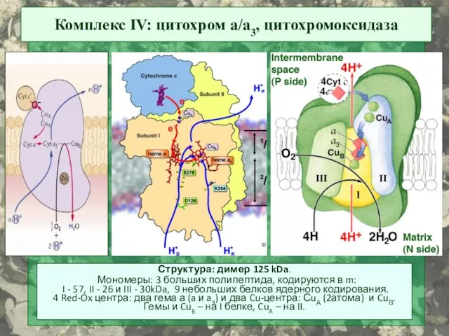 Комплекс IV: цитохром a/a3, цитохромоксидаза Структура: димер 125 kDa. Мономеры: 3