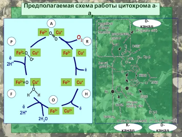 Предполагаемая схема работы цитохрома а-а3 O2 О● ē 2H+ O H