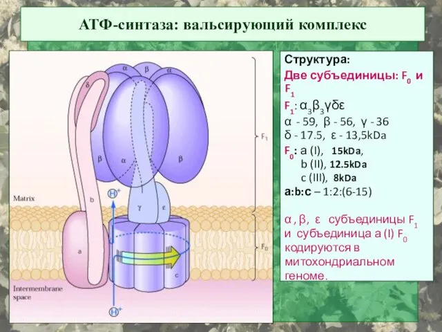 АТФ-синтаза: вальсирующий комплекс Структура: Две субъединицы: F0 и F1 F1: α3β3γδε