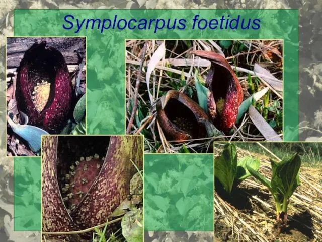 Symplocarpus foetidus