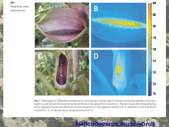 Helicodeceros muscivorus