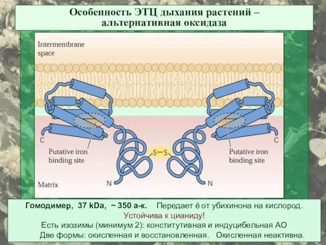 Особенность ЭТЦ дыхания растений – альтернативная оксидаза Гомодимер, 37 kDa, ~
