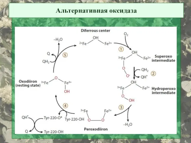 Альтернативная оксидаза