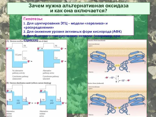 Зачем нужна альтернативная оксидаза и как она включается? Гипотезы: 1. Для