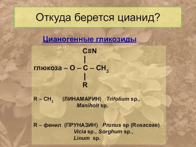 Откуда берется цианид? Цианогенные гликозиды C≡N ⎟ глюкоза – О –