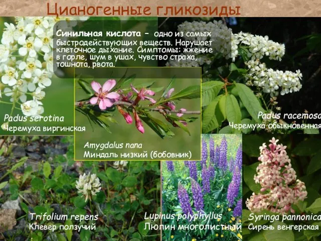 Цианогенные гликозиды Trifolium repens Клевер ползучий Lupinus polyphyllus Люпин многолистный Syringa