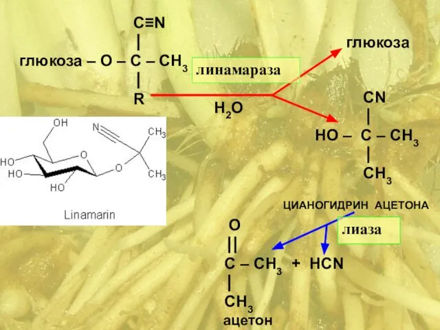 C≡N ⎟ глюкоза – О – C – СН3 ⎟ R