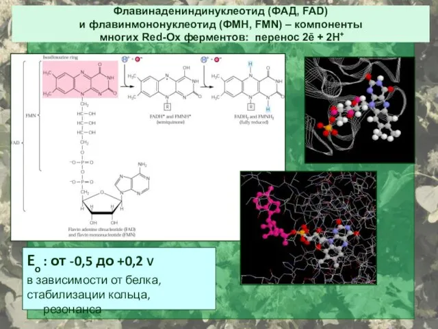 Флавинадениндинуклеотид (ФАД, FAD) и флавинмононуклеотид (ФМН, FMN) – компоненты многих Red-Ox