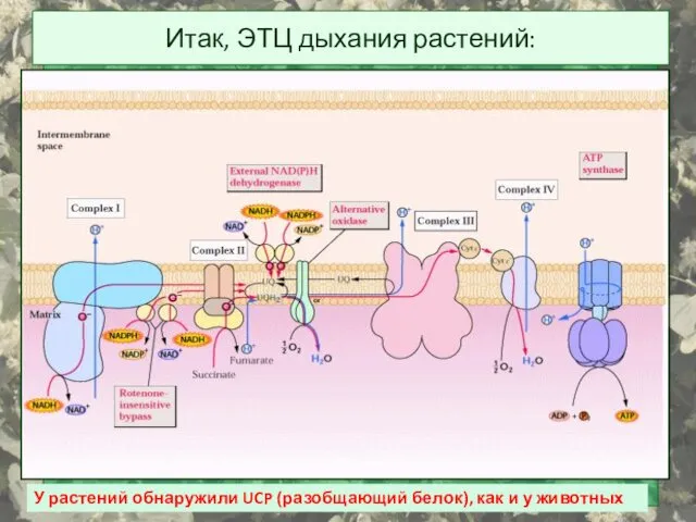 Итак, ЭТЦ дыхания растений: У растений обнаружили UCP (разобщающий белок), как и у животных