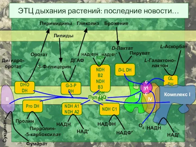 ЭТЦ дыхания растений: последние новости… DHO DH Дигидро- оротат Оротат Пиримидины