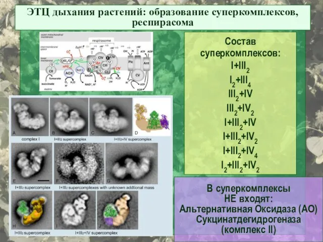 ЭТЦ дыхания растений: образование суперкомплексов, респирасома Состав суперкомплексов: I+III2 I2+III4 III2+IV