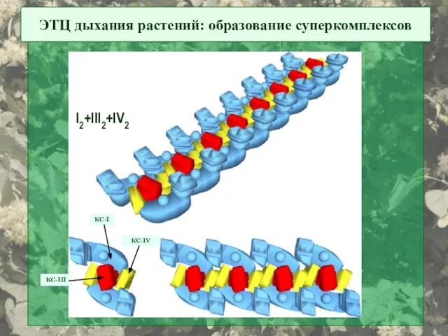 ЭТЦ дыхания растений: образование суперкомплексов КС-I КС-III КС-IV I2+III2+IV2