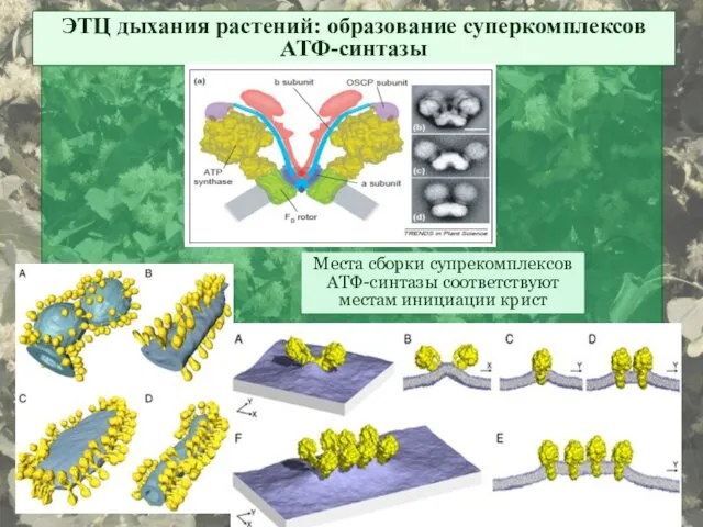 ЭТЦ дыхания растений: образование суперкомплексов АТФ-синтазы Места сборки супрекомплексов АТФ-синтазы соответствуют местам инициации крист