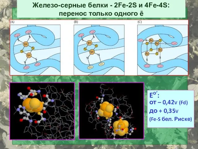 Железо-серные белки - 2Fe-2S и 4Fe-4S: перенос только одного ē Eо’: