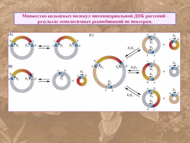 Множество кольцевых молекул митохондриальной ДНК растений – результат гомологичных рекомбинаций по повторам.