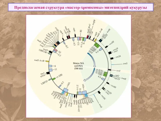 Предполагаемая структура «мастер-хромосомы» митохондрий кукурузы